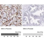 Merck Anti-EBI3 antibody produced in rabbit
