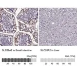 Merck Anti-SLC28A2 antibody produced in rabbit