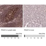 Merck Anti-POLD1 antibody produced in rabbit
