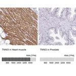 Merck Anti-TNNI3 antibody produced in rabbit