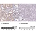 Merck Anti-FN3K antibody produced in rabbit