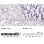 Merck Anti-AQP2 antibody produced in rabbit