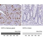 Merck Anti-CST5 antibody produced in rabbit