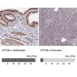 Merck Anti-GTF2B antibody produced in rabbit