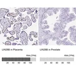 Merck Anti-LIN28B antibody produced in rabbit