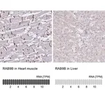 Merck Anti-RAB9B antibody produced in rabbit