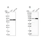Merck Anti-PES1 antibody produced in rabbit