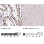 Merck Anti-NUP85 antibody produced in rabbit