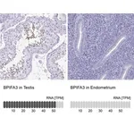 Merck Anti-BPIFA3 antibody produced in rabbit
