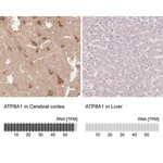 Merck Anti-ATP8A1 antibody produced in rabbit