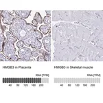 Merck Anti-HMGB3 antibody produced in rabbit