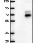 Merck Anti-CARD11 antibody produced in rabbit