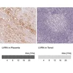 Merck Anti-LVRN antibody produced in rabbit