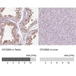 Merck Anti-OTUD6A antibody produced in rabbit