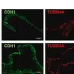 Merck Anti-OVGP1 antibody produced in rabbit