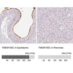 Merck Anti-TMEM150C antibody produced in rabbit
