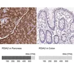 Merck Anti-PDIA2 antibody produced in rabbit