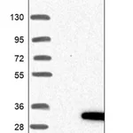 Merck Anti-RASL11A antibody produced in rabbit