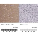 Merck Anti-SNCA antibody produced in rabbit