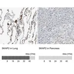 Merck Anti-SKAP2 antibody produced in rabbit