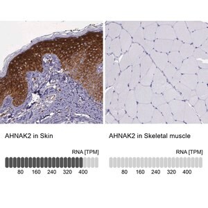 Merck Anti-AHNAK2 antibody produced in rabbit