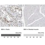 Merck Anti-BBX antibody produced in rabbit