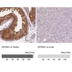 Merck Anti-ISYNA1 antibody produced in rabbit