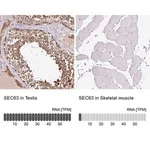 Merck Anti-SEC63 antibody produced in rabbit
