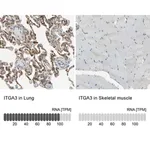 Merck Anti-ITGA3 antibody produced in rabbit