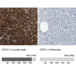 Merck Anti-COTL1 antibody produced in rabbit