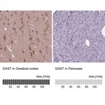 Merck Anti-GAS7 antibody produced in rabbit