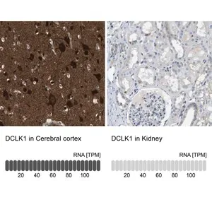 Merck Anti-DCLK1 antibody produced in rabbit