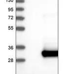 Merck Anti-CABP7 antibody produced in rabbit