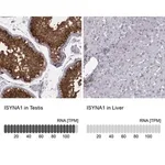 Merck Anti-ISYNA1 antibody produced in rabbit