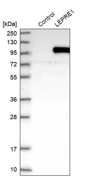 Merck Anti-P3H1 antibody produced in rabbit