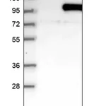 Merck Anti-P3H1 antibody produced in rabbit