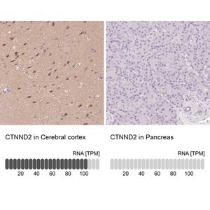 Merck Anti-CTNND2 antibody produced in rabbit