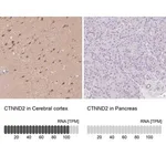 Merck Anti-CTNND2 antibody produced in rabbit