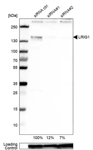 Merck Anti-LRIG1 antibody produced in rabbit