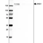 Merck Anti-LRIG1 antibody produced in rabbit
