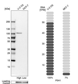 Merck Anti-P3H1 antibody produced in rabbit
