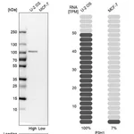 Merck Anti-P3H1 antibody produced in rabbit