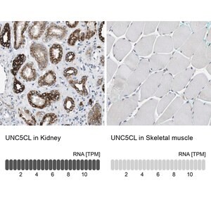 Merck Anti-UNC5CL antibody produced in rabbit