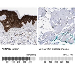 Merck Anti-AHNAK2 antibody produced in rabbit