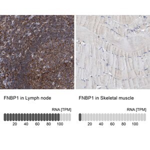 Merck Anti-FNBP1 antibody produced in rabbit