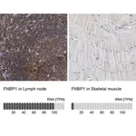 Merck Anti-FNBP1 antibody produced in rabbit