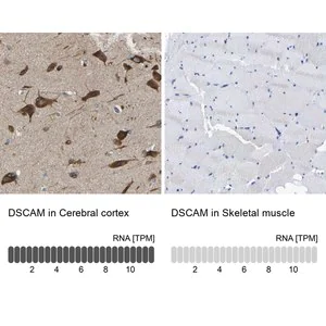 Merck Anti-DSCAM antibody produced in rabbit
