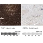 Merck Anti-FNBP1 antibody produced in rabbit