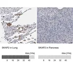 Merck Anti-SKAP2 antibody produced in rabbit