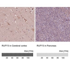 Merck Anti-RUFY3 antibody produced in rabbit